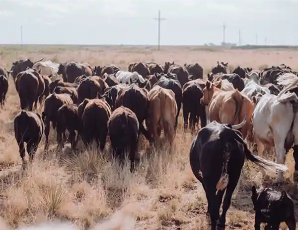 SA Livestock Underpass Scheme (LUPS)