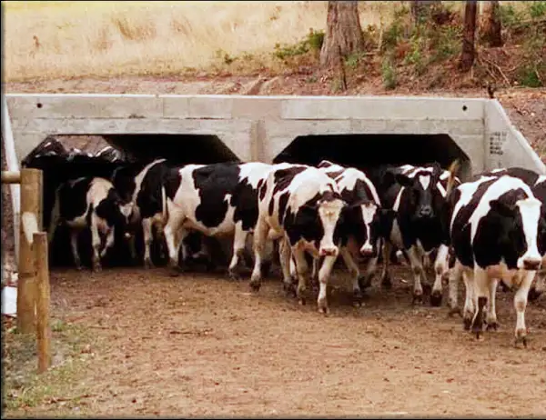 Livestock underpass in Australia