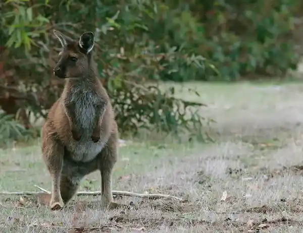 Kangaroo in Southern Australia