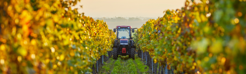 Article by Avant Group - Top 5 Government Grants in Victoria (June 2025)